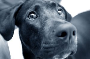 black lab close up