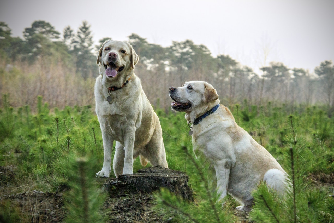 Labradorer är vanliga ledarhundar