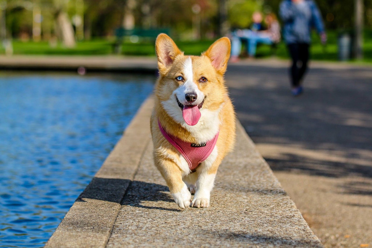 Hund på promenad