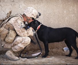 Hund i människans tjänst